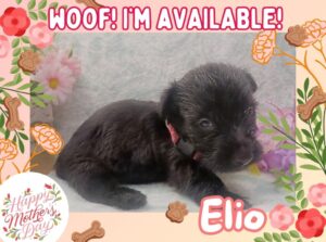 Elio 4wk ft