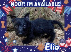 Elio 6wk ft
