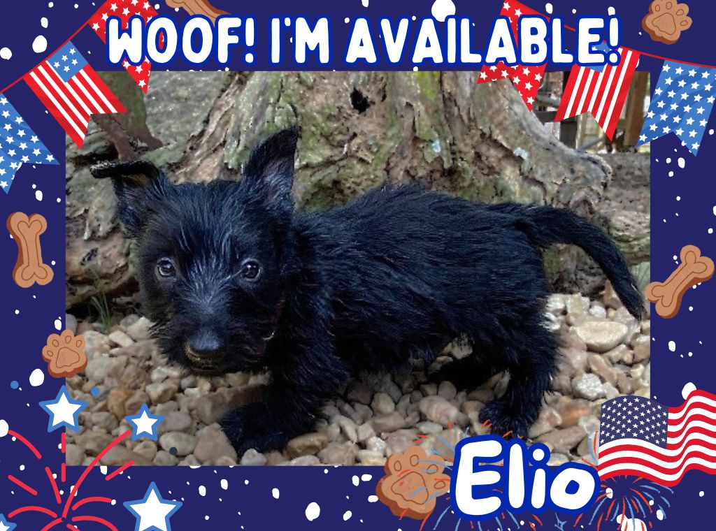 Elio 6wk ft