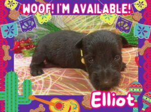 Elliot 3wk ft