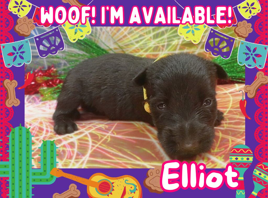 Elliot 3wk ft