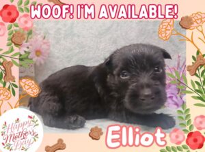 Elliot 4wk ft
