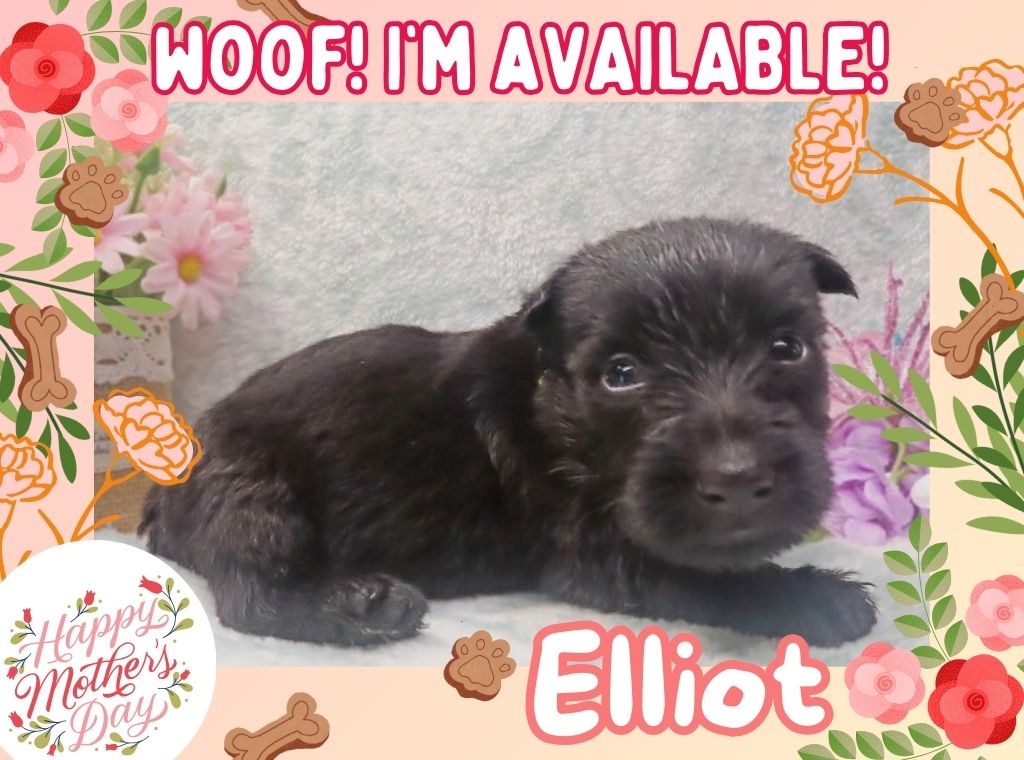 Elliot 4wk ft