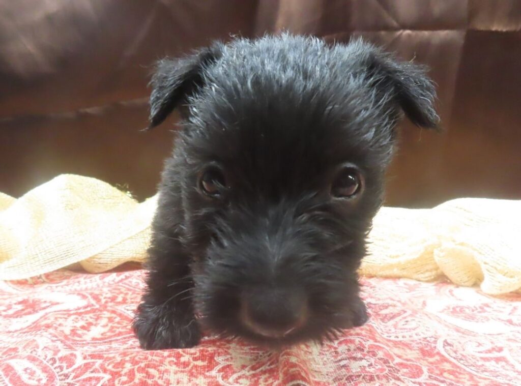 Elliot 5wk 2