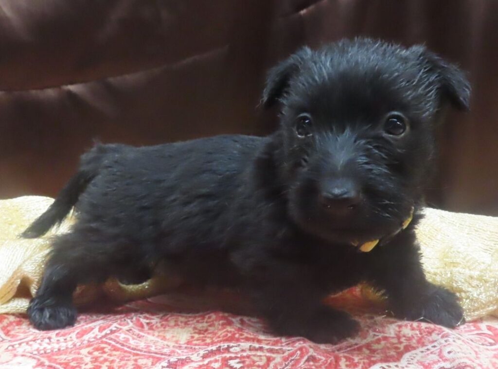 Elliot 5wk 5
