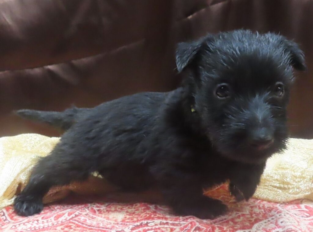 Elliot 5wk 6