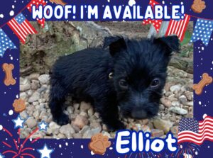 Elliot 6wk ft