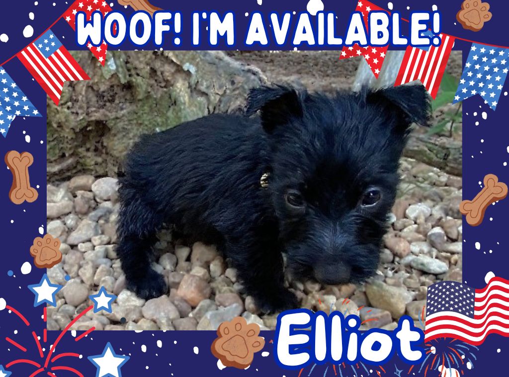 Elliot 6wk ft