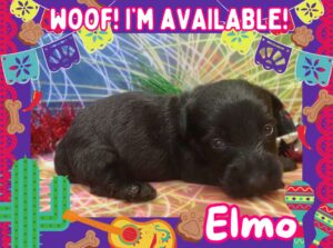 Elmo 3wk ft