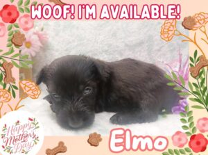 Elmo 4wk ft