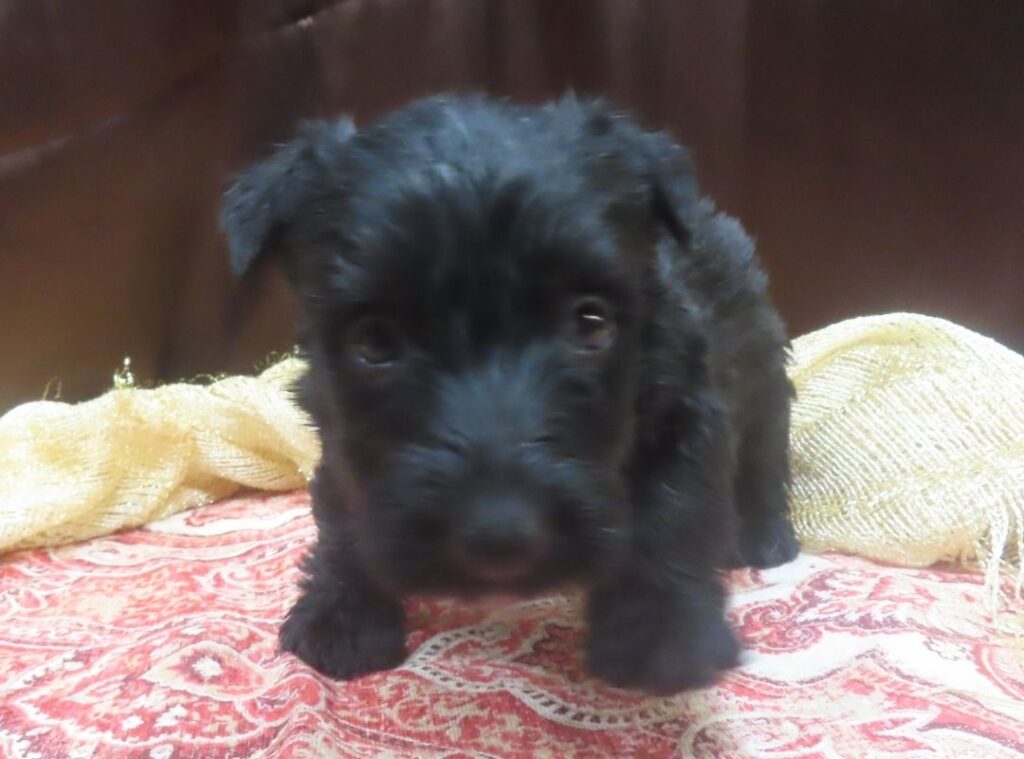 Elmo 5wk