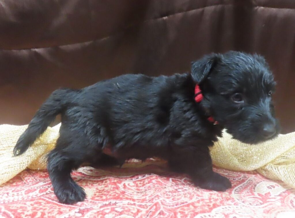 Elmo 5wk 2