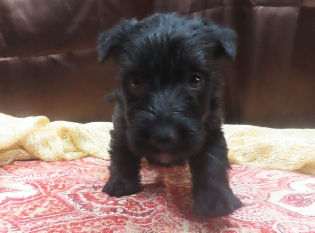 Elmo 5wk 3