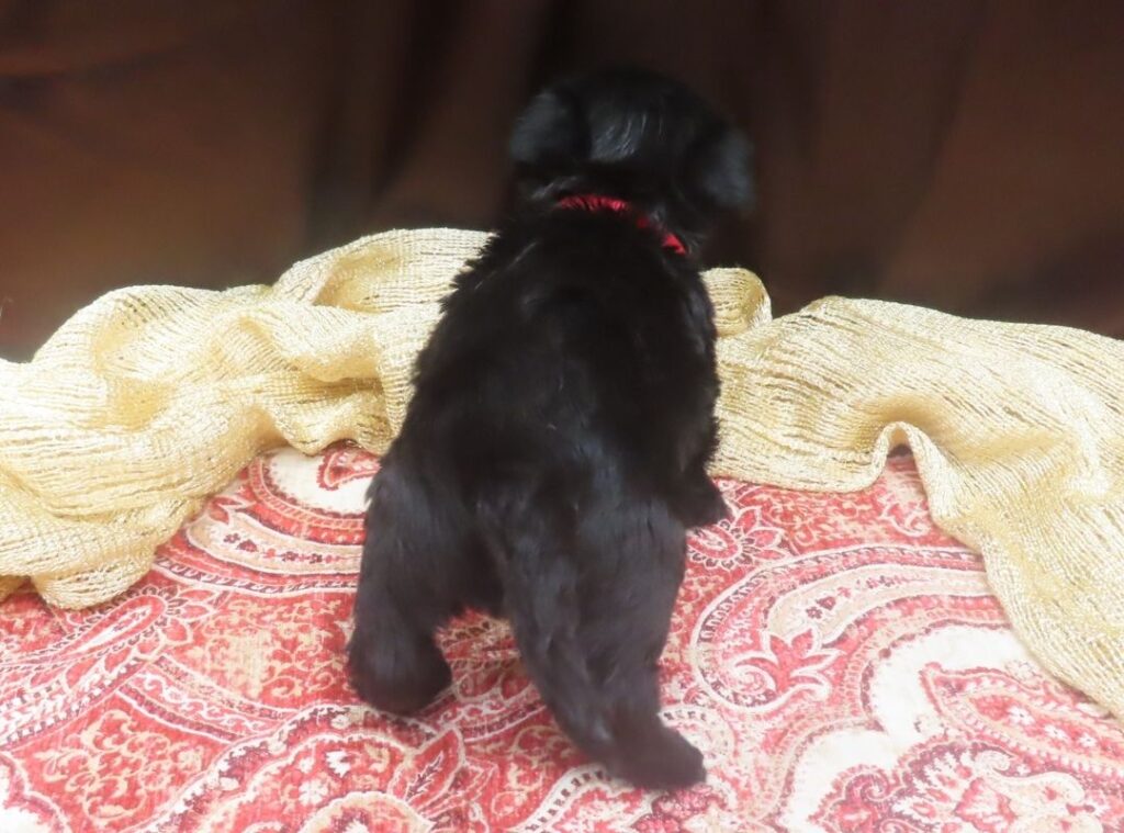 Elmo 5wk 4