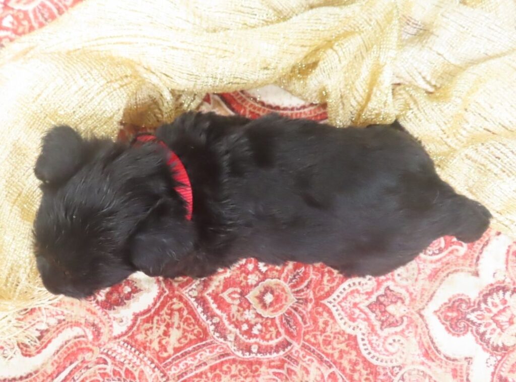Elmo 5wk 5