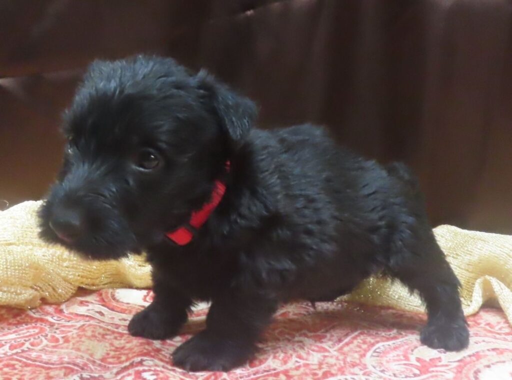 Elmo 5wk 6