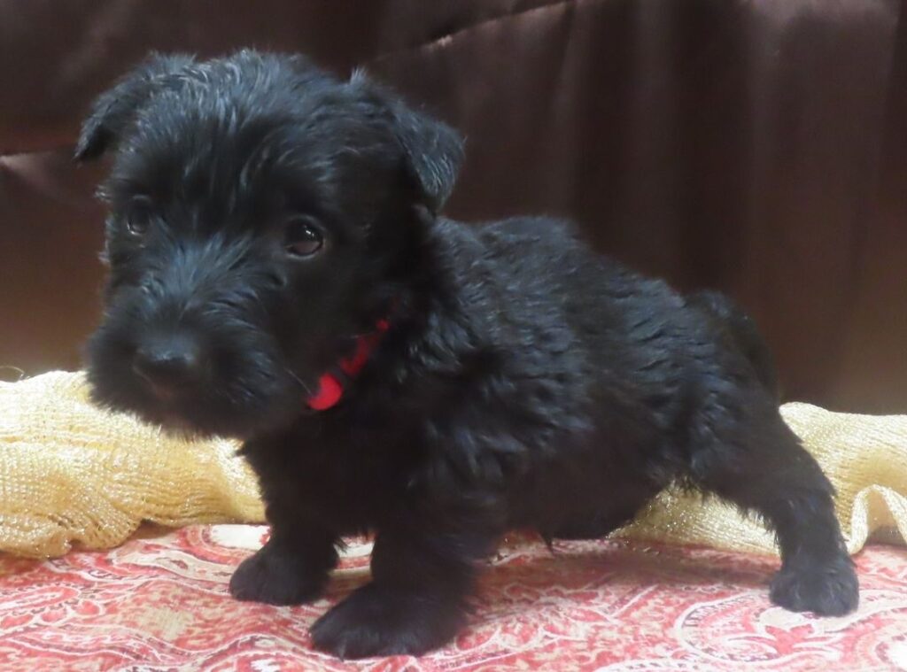 Elmo 5wk 7