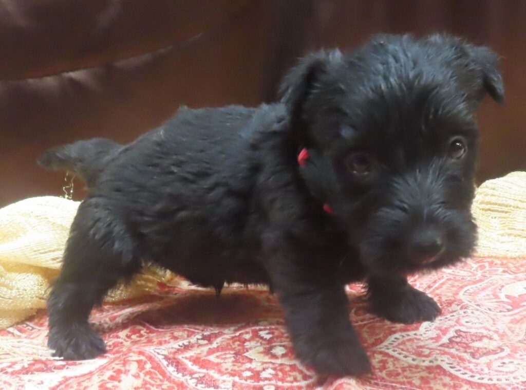 Elmo 5wk 8