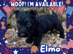 Elmo 6wk ft
