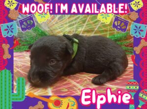 Elphie 3wk ft