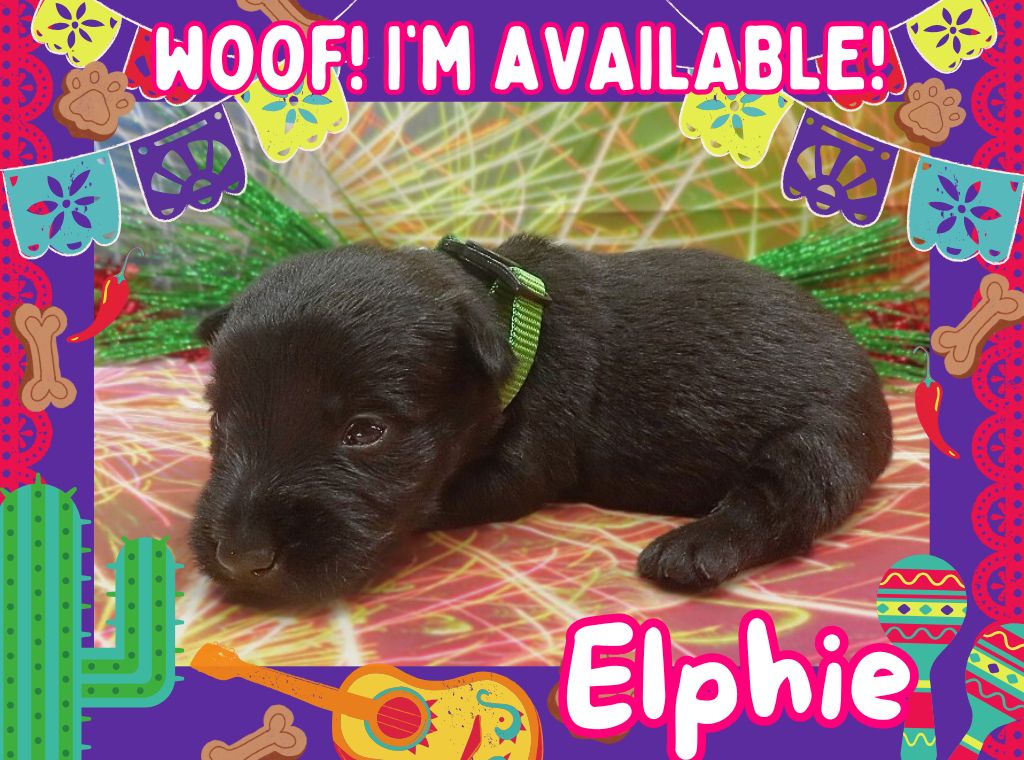 Elphie 3wk ft