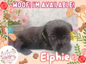 Elphie 4wk ft