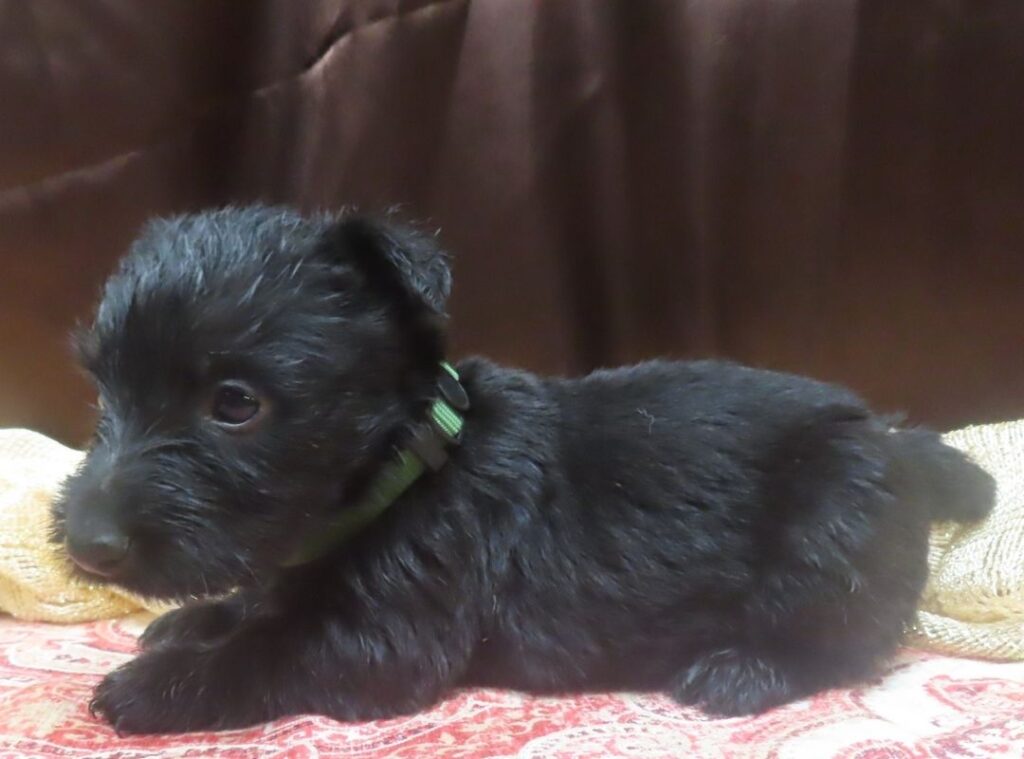 Elphie 5wk 2 1