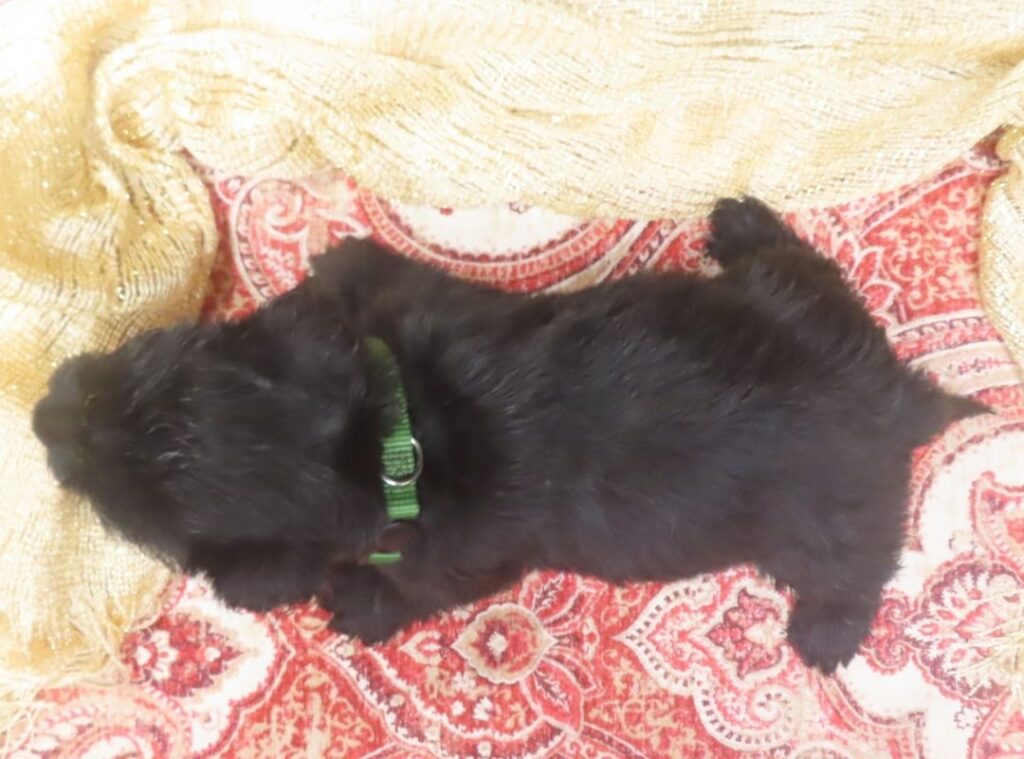 Elphie 5wk 3