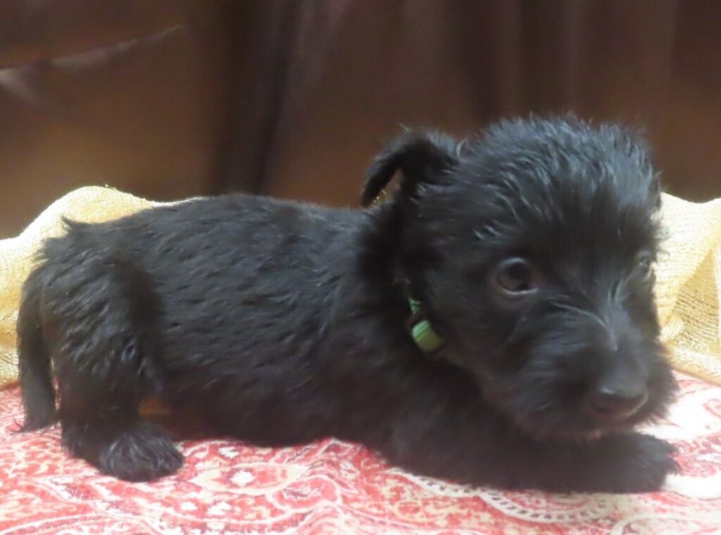 Elphie 5wk 5