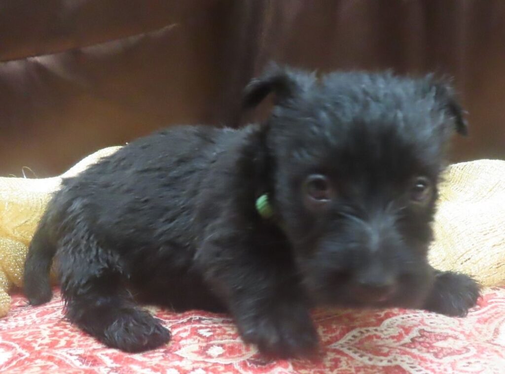 Elphie 5wk 6