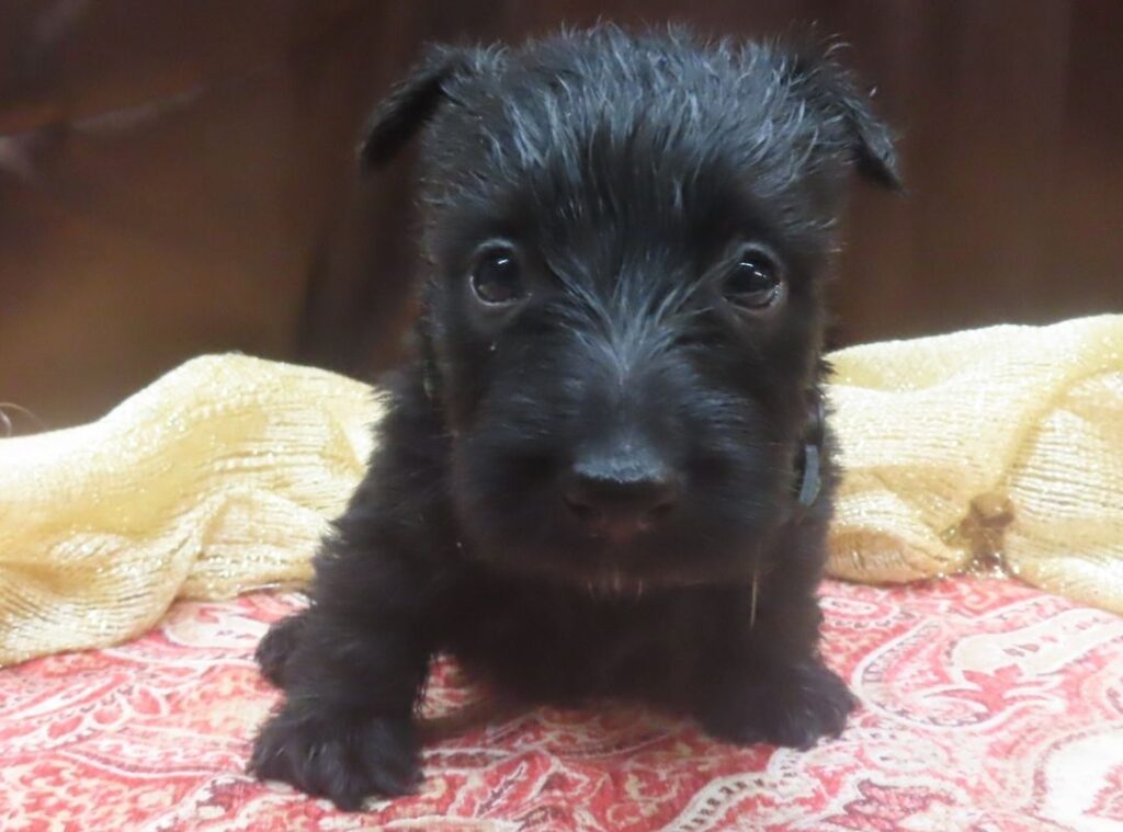 Elphie 5wk 7