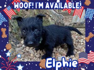 Elphie 6wk ft