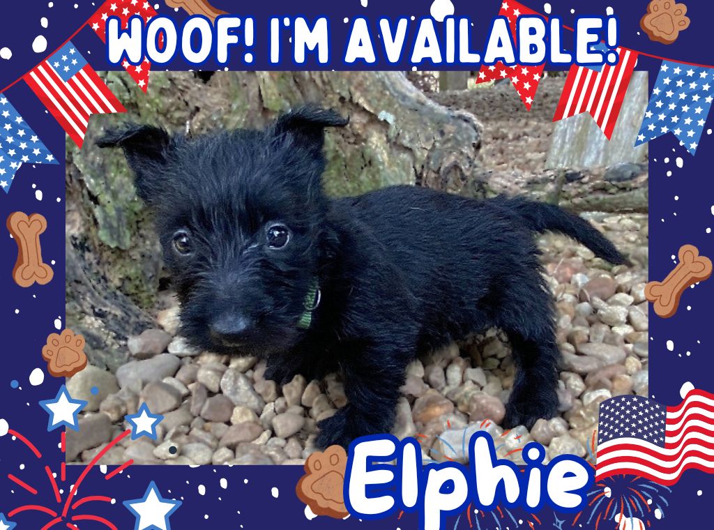 Elphie 6wk ft