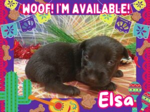 Elsa 3wk ft
