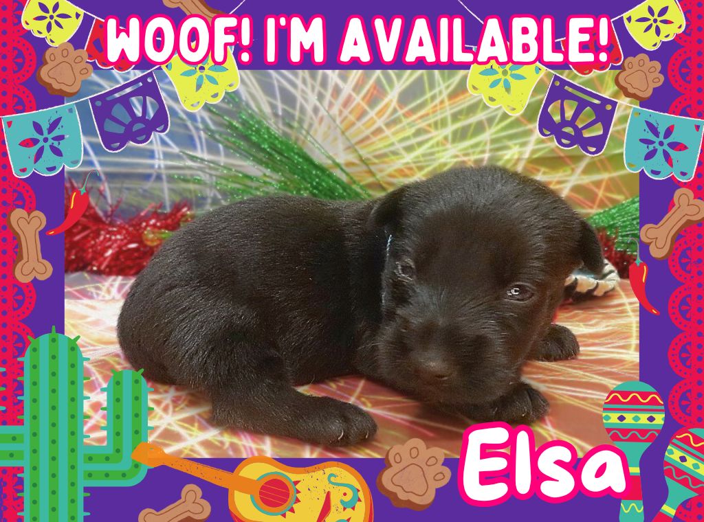 Elsa 3wk ft