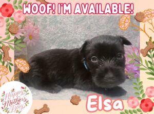 Elsa 4wk ft