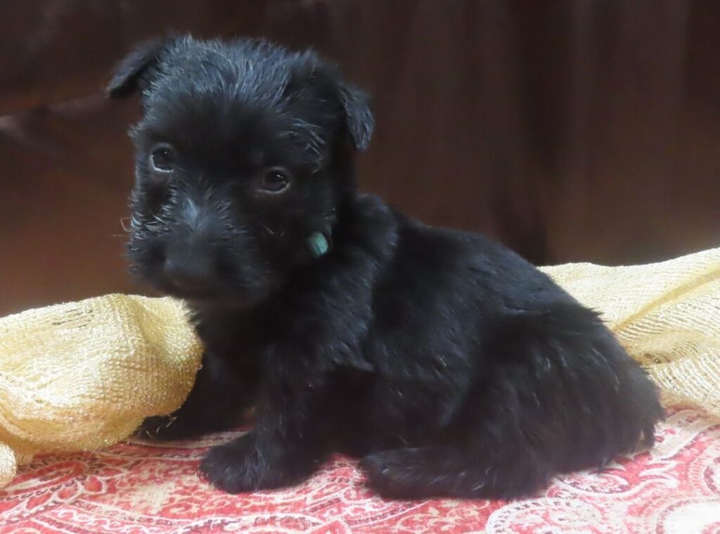 Elsa 5wk 2 1