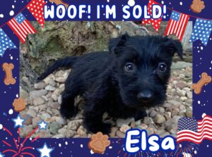 Elsa 6wk ft 3