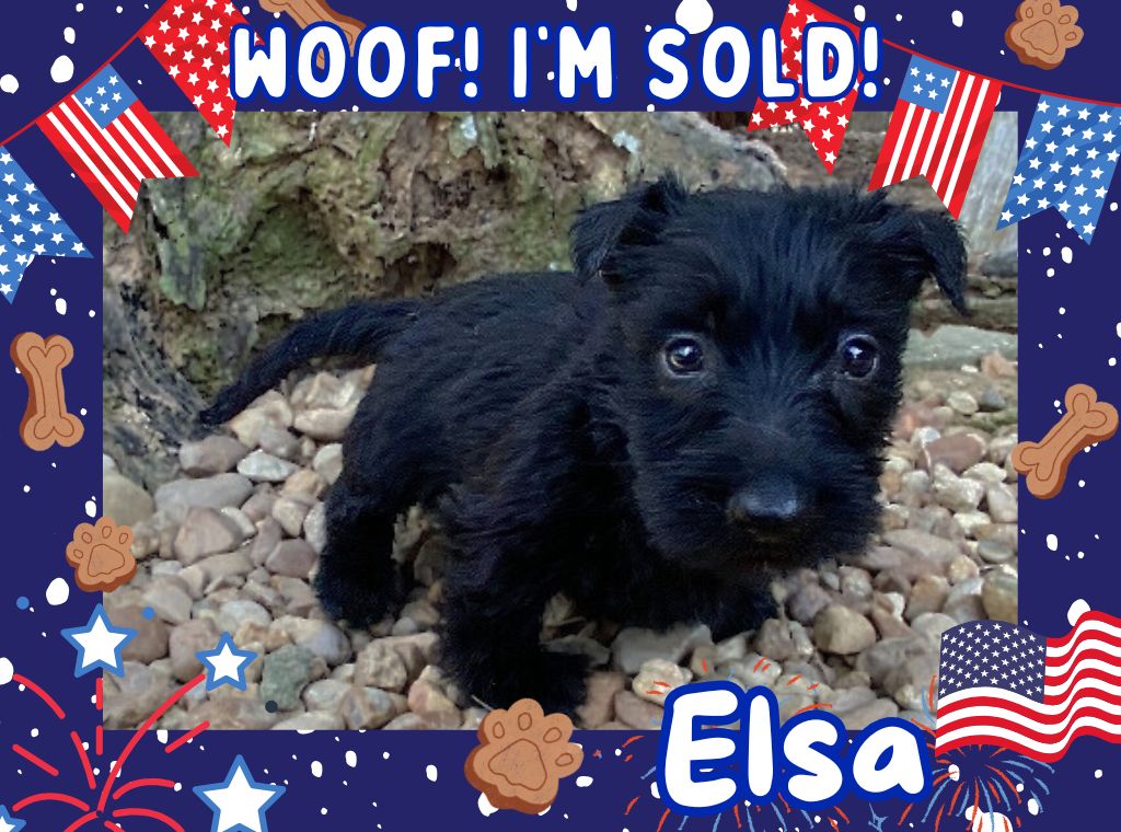 Elsa 6wk ft 3