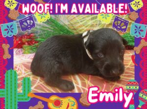 Emily 3wk ft