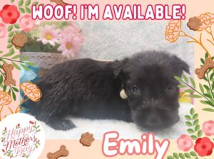 Emily 4wk ft