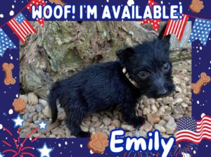 Emily 6wk ft