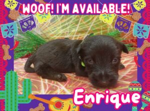 Enrique 3wk ft