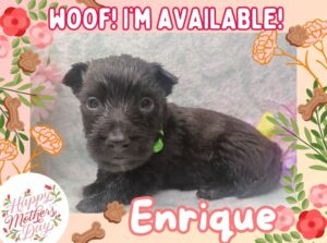 Enrique 4wk ft