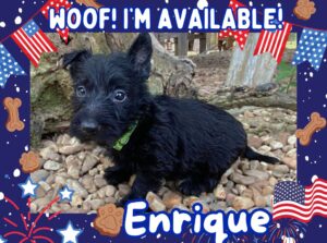 Enrique 6wk ft