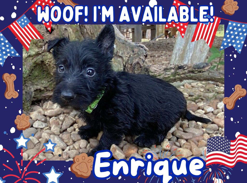 Enrique 6wk ft