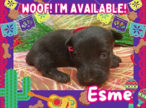 Esme 3wk ft