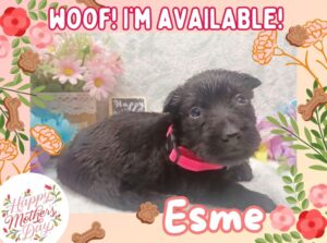 Esme 4wk ft
