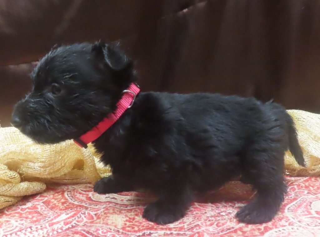 Esme 5wk