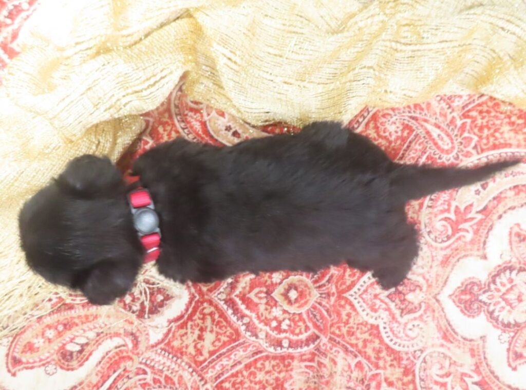 Esme 5wk 2